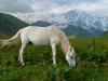 Georgia, Svaneti
