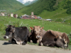 Georgia, Svaneti