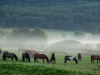 Bieszczady