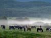 Bieszczady