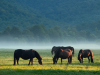 Bieszczady