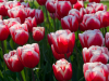 Netherlands