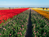Netherlands