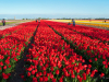 Netherlands