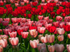 Netherlands