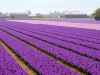 Netherlands