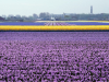 Netherlands