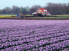 Netherlands