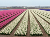 Netherlands