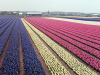 Netherlands