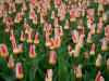 Netherlands