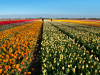 Netherlands
