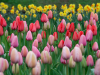 Netherlands