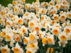 Netherlands