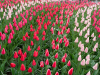Netherlands