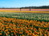 Netherlands