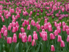 Netherlands