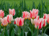 Netherlands