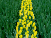 Netherlands