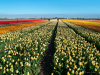 Netherlands