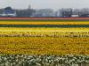 Netherlands