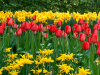 Netherlands