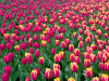 Netherlands