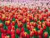 Netherlands