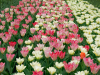 Netherlands