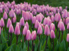 Netherlands