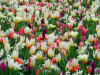 Netherlands