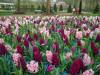Netherlands