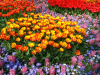 Netherlands