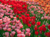 Netherlands