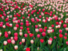 Netherlands