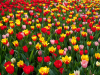 Netherlands