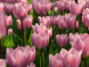 Netherlands