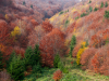 Горгани