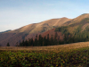 Горгани