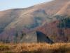 Горгани
