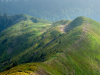 Горгани