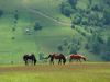 Горгани