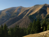 Горгани