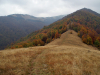 Горгани