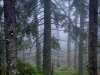 Горгани