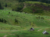 Мармароський масив