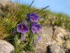 Мармароський масив