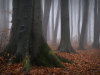© Igor Melika