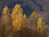 Полонинський хребет