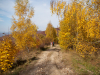 Хребет Явірник